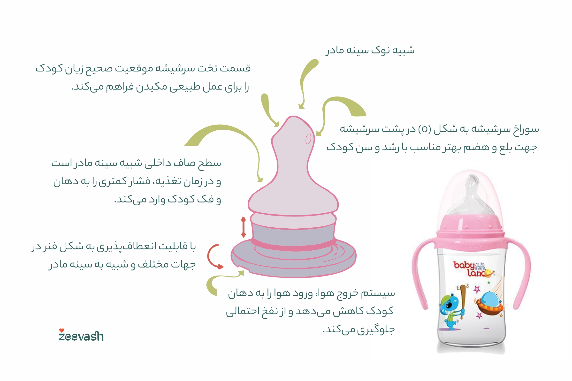 آناتومی شیشه شیر ارتودنسی